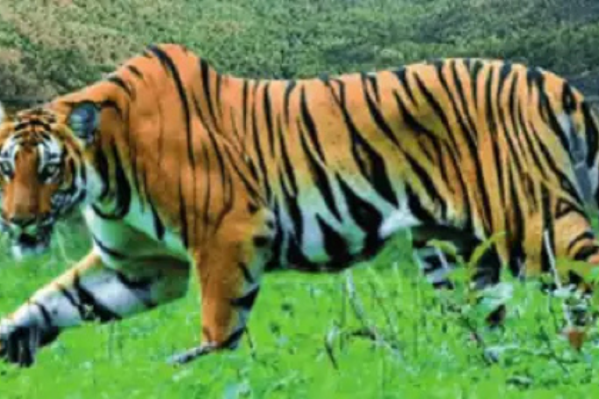 A tigress from Odisha has traveled 150 kilometers, reaching the border of West Bengal.